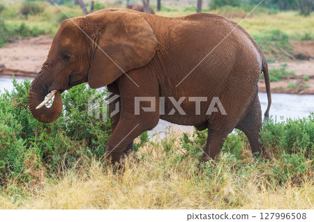 African elephant in Samburu National Reserve 127996508