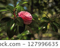 Spring Maidens 127996635