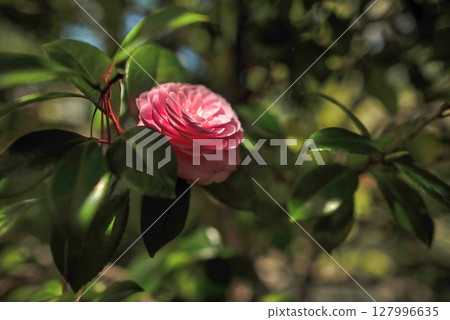 Spring Maidens Spring Maidens 127996635