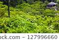 Kyoto's fresh green 127996660