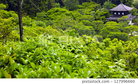 Kyoto's fresh green Kyoto's fresh green 127996660