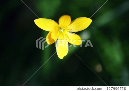 Yellow flowers starting to bloom, Zephyranthes Yellow flowers starting to bloom, Zephyranthes 127996758