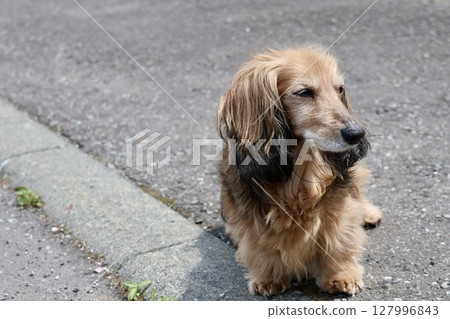 一隻老年迷你臘腸犬在自家院子裡不拴繩子散步 127996843
