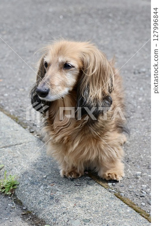 A senior miniature dachshund walking off-leash in the grounds of a home 127996844
