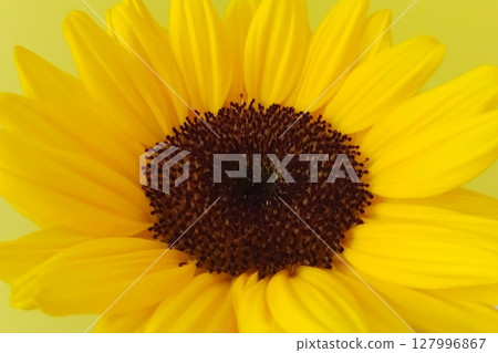 向日葵留言卡 127996867