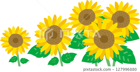 Sunflower illustration 127996880