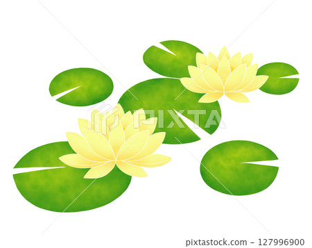 開花在水的荷花花 開花在水的荷花花 127996900