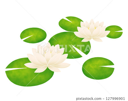 開花在水的荷花花 開花在水的荷花花 127996901