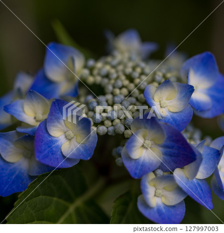 熱浪中盛開的繡球花 127997003