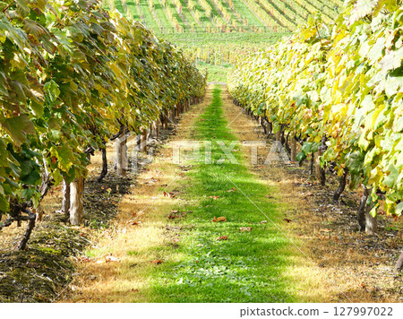 Wine vineyard image Wine vineyard image 127997022