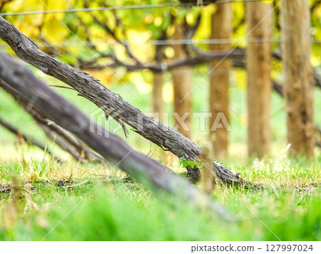 Wine vineyard image Wine vineyard image 127997024