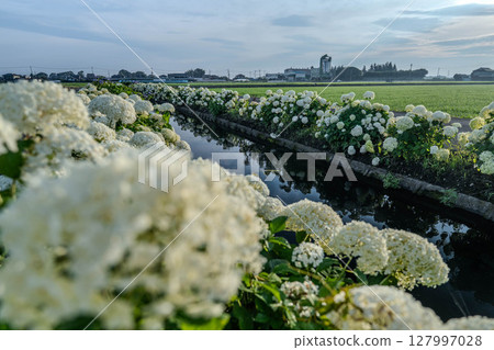 栃木縣下野市的水邊繡球花「安娜貝爾」的風景 栃木縣下野市的水邊繡球花「安娜貝爾」的風景 127997028