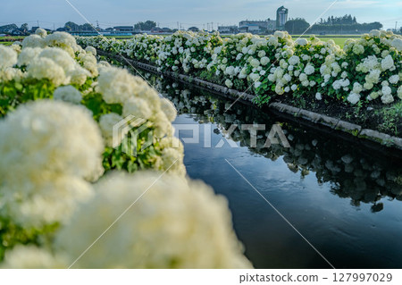 栃木縣下野市的水邊繡球花「安娜貝爾」的風景 127997029