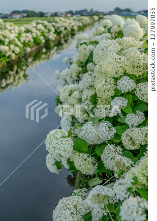 A landscape with waterside hydrangea "Annabell" in Shimotsuke City, Tochigi Prefecture 127997035