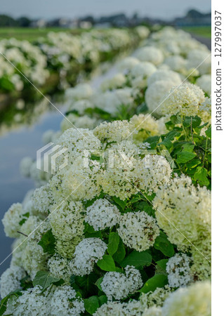 A landscape with waterside hydrangea "Annabell" in Shimotsuke City, Tochigi Prefecture 127997037
