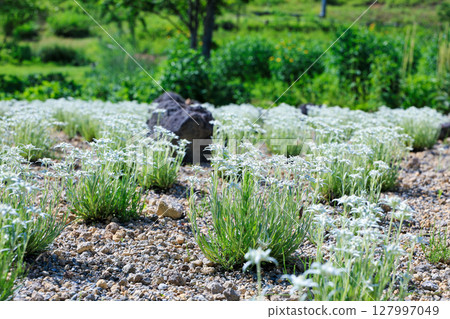 Edelweiss in the rock garden 127997049