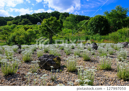 藍天和雪絨花 127997050