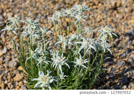 Edelweiss 2 127997052