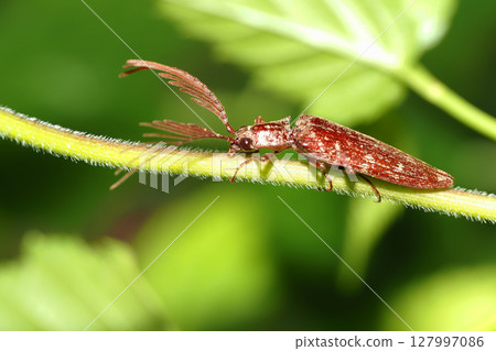 Bearded Snail (Male) 127997086