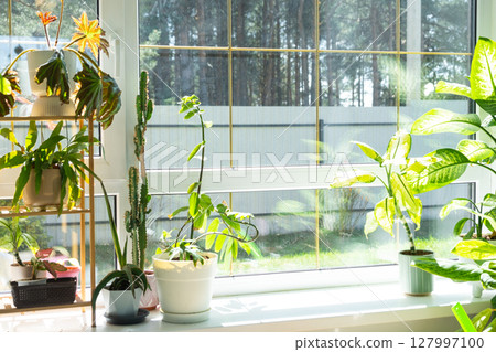 Window cleaning products are lying on the windowsill with a rag, spray, detergent. Spring cleaning in the house, cleaning service 127997100