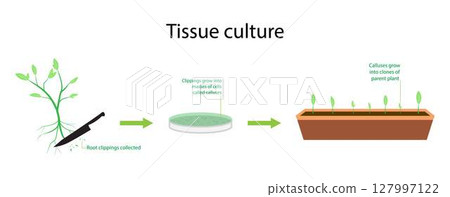 illustration of biology, Plant tissue culture, Tissue culture, plant breeding, plant tissue culture techniques, Plant tissue culture process stages with cells growth steps illustration of biology, Plant tissue culture, Tissue culture, plant breeding, plant tissue culture techniques, Plant tissue culture process stages with cells growth steps 127997122