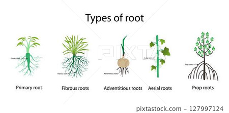 illustration of biology and plant kingdom, types of roots in plant, Roots are the important underground part of all vascular plants, absorbing essential mineral elements, nutrients and water from soil 127997124