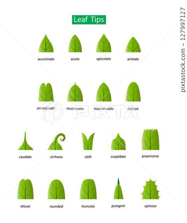 illustration of biology and plant kingdom, Leaf bases, Morphology of Leaf, Leaves can have many different shapes, sizes and textures, leaves is any of the principal appendages of a vascular plant ste 127997127