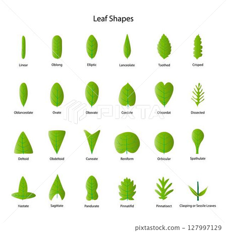 illustration of biology and plant kingdom, Leaf bases, Morphology of Leaf, Leaves can have many different shapes, sizes and textures, leaves is any of the principal appendages of a vascular plant ste 127997129