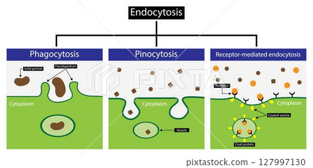illustration of biology,Endocytosis is a cellular process in which substances are brought into the cell, Endocytosis includes pinocytosis and phagocytosis, It is a form of active transport illustration of biology,Endocytosis is a cellular process in which substances are brought into the cell, Endocytosis includes pinocytosis and phagocytosis, It is a form of active transport 127997130