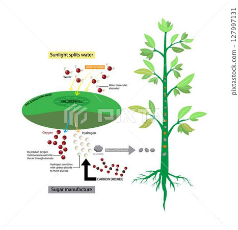 illustration of biology and plant kingdom, Photosynthetic membranes and organelles, Photosynthesis is a process used by plants and other organisms to convert light energy into chemical energy 127997131