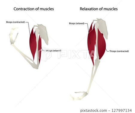 illustration of biology and Medical, Contraction of muscles and Relaxation of muscles, arm anatomy, the biceps of the upper arms flex the elbow, triceps extend the elbow 127997134