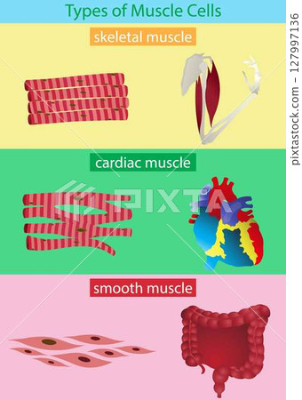 illustration of Biology, types of muscle tissue are cardiac, smooth and skeletal, Cardiac muscle cell, Skeletal muscle cell, Smooth muscle cell, skeletal muscle fiber structure 127997136
