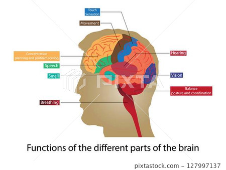 illustration of biology and medical, Functions of the different parts of the brain, The brain is composed of three main structures, the cerebrum, cerebellum and brain stem 127997137