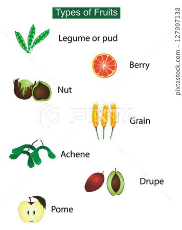 illustration of food and biology, Types of fruits, Fruit and vegetables, Vitamins and minerals in fruit and vegetables, Vegetables are available in many varieties and can be classified into biological 127997138
