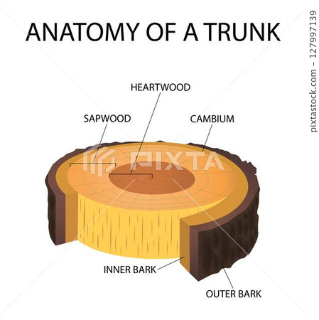 illustration of biology and plant kingdom, layer of wood, cambium layer lies between the outer bark and inner bark of a tree, Cross section of a tree, anatomy of a trunk 127997139