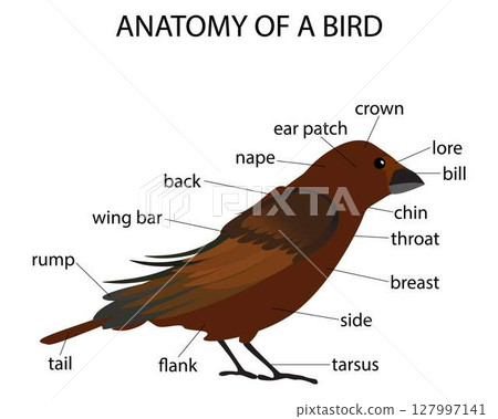 illustration of animals and biology, Anatomy of a bird, physiological structure of birds' bodies, characterised by feathers, External anatomy of a bird illustration of animals and biology, Anatomy of a bird, physiological structure of birds' bodies, characterised by feathers, External anatomy of a bird 127997141