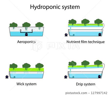 illustration of biology, Hydroponic system, Cultivation of plants without soil by using a nutrient solution in an aqueous solvent, Plants are grown hydroponically in a greenhouse illustration of biology, Hydroponic system, Cultivation of plants without soil by using a nutrient solution in an aqueous solvent, Plants are grown hydroponically in a greenhouse 127997142