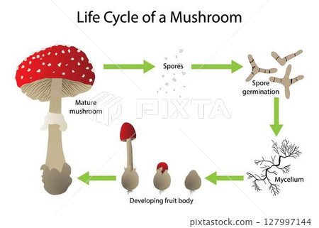 illustration of biology, Mushroom Anatomy and the Mushroom Life Cycle, mushroom or toadstool is the fleshy, spore bearing fruiting body of a fungus, typically produced above ground on soil 127997144