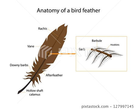 illustration of biology and animals, Anatomy of a bird feather, feather's primary structure is a long, Feathers are epidermal growths that form a distinctive outer covering 127997145