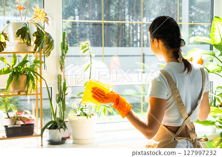 Woman in rubber gloves and apron manually washes window of house with rag cleaner and mop inside interior with home plants on windowsill. Restoring order and cleanliness in spring, cleaning servise Woman in rubber gloves and apron manually washes window of house with rag cleaner and mop inside interior with home plants on windowsill. Restoring order and cleanliness in spring, cleaning servise 127997232