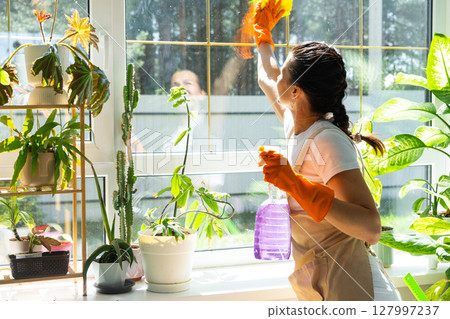 Woman in rubber gloves and apron manually washes window of house with rag cleaner and mop inside interior with home plants on windowsill. Restoring order and cleanliness in spring, cleaning servise Woman in rubber gloves and apron manually washes window of house with rag cleaner and mop inside interior with home plants on windowsill. Restoring order and cleanliness in spring, cleaning servise 127997237