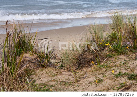 Life on a sand dune - Swansea 127997259