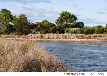 Duck Park - Swansea Duck Park - Swansea 127997261