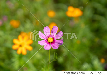 Close-up of pink cosmos flowers in the countryside 127997276