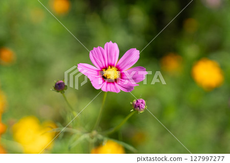 Close-up of pink cosmos flowers in the countryside 127997277