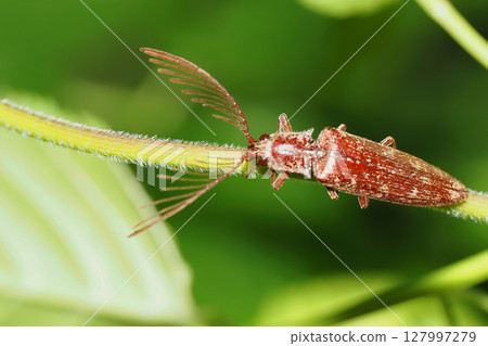 Bearded Snail (Male) 127997279