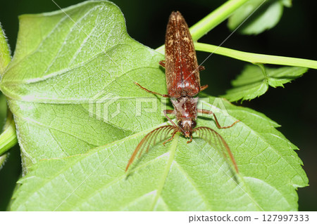 Bearded Snail (Male) 127997333