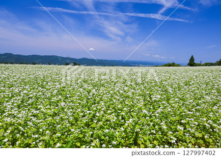 White flowers are blooming in the buckwheat field 127997402