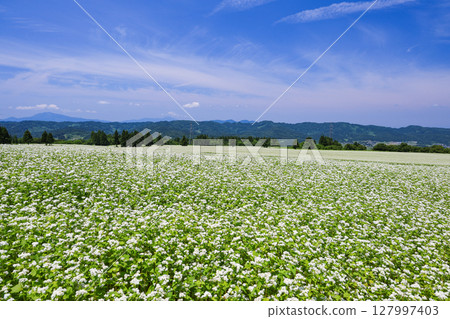 Soba field where white flowers bloomed 127997403