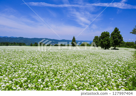 Summer sky and buckwheat field 127997404